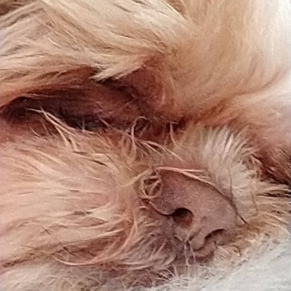 Meet your Posher, Angela - Picture 3 of 3